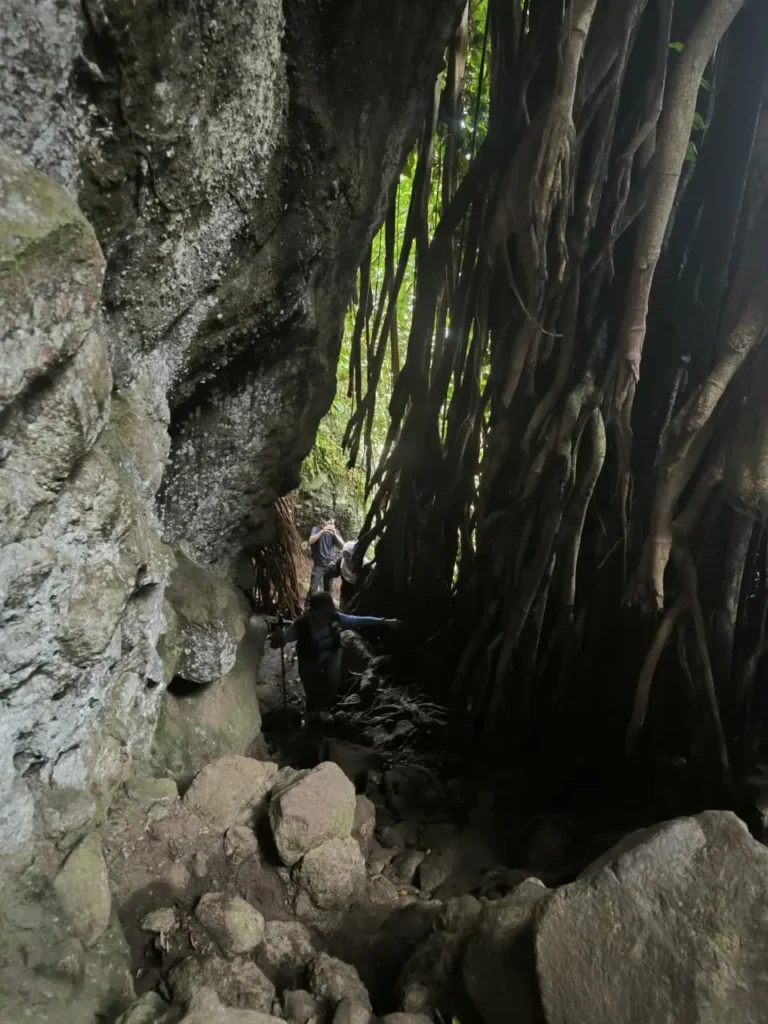 Akar pohon besar di sekitar goa Gunung Munara