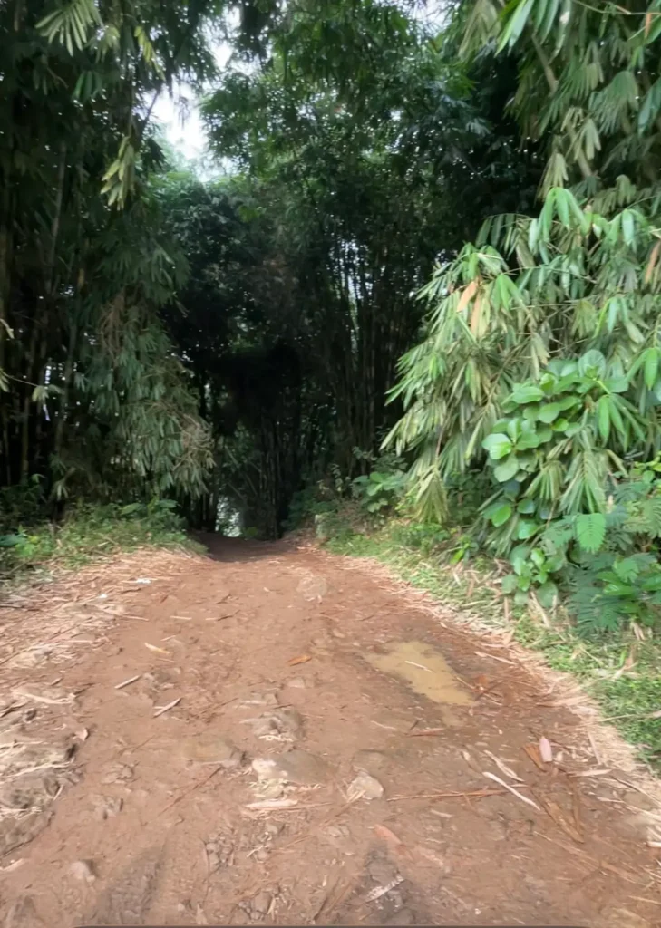 Jalur trekking melewati area pohon bambu menuju Cisadon