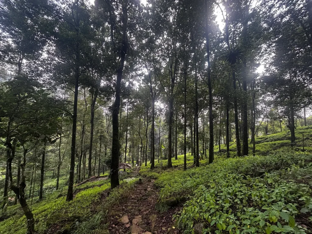 Jalur trekking hijau di Kampung Calobak, kaki Gunung Salak