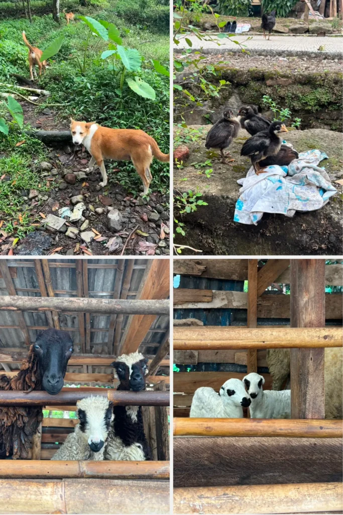 Anjing, anak ayam, dan domba di basecamp Kampung Calobak
