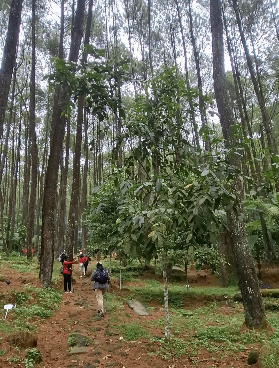 Jalur hutan pinus menuju Curug Cibadak di Suaka Elang Loji.