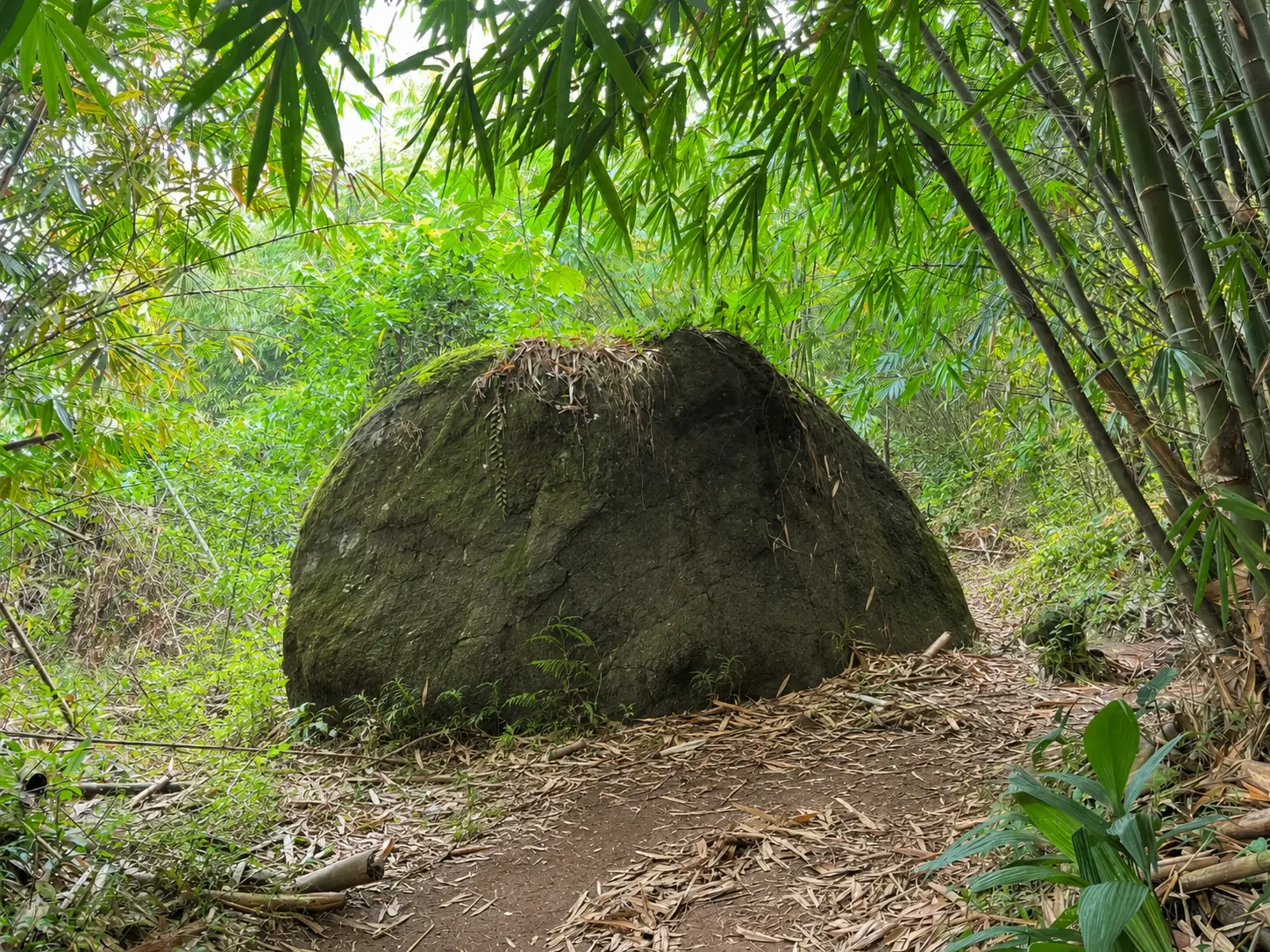 Batu besar di jalur hutan bambu Gunung Munara