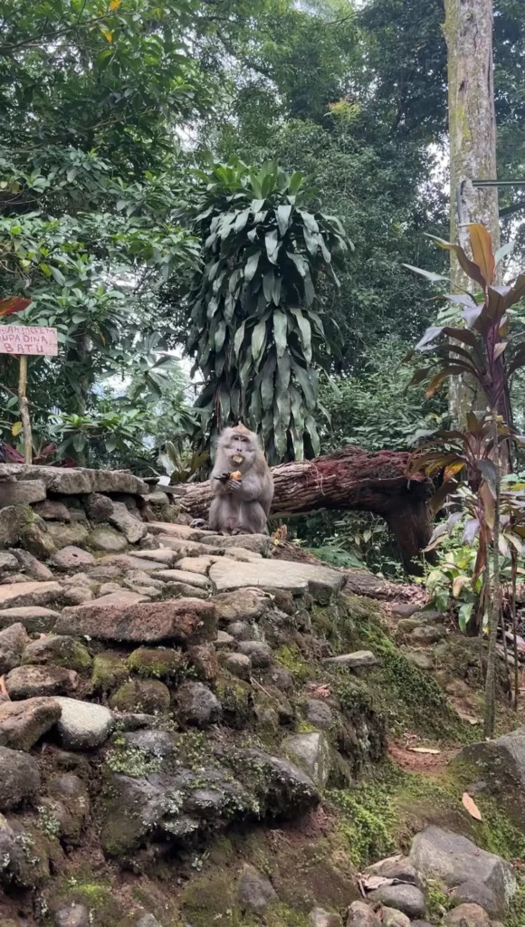 Seekor monyet di area Situs Eyang Tolok Calobak

