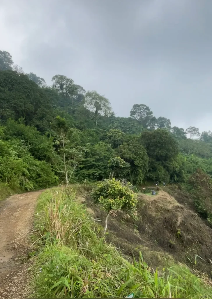 Jalur trekking Cisadon di pinggir bukit yang dikelilingi pepohonan