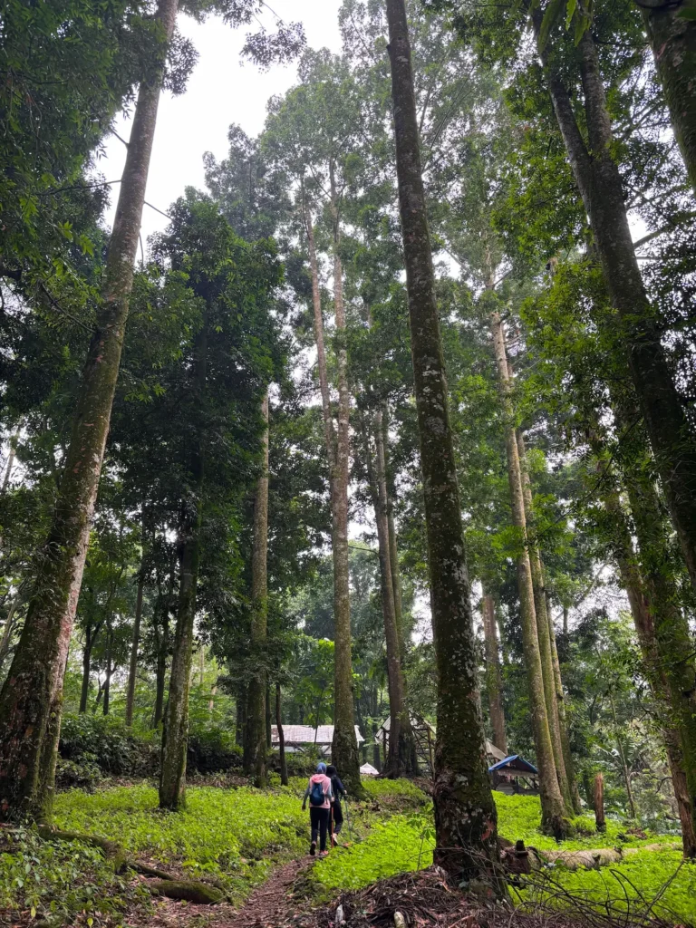 Pendaki berjalan di jalur hutan Calobak yang hijau
